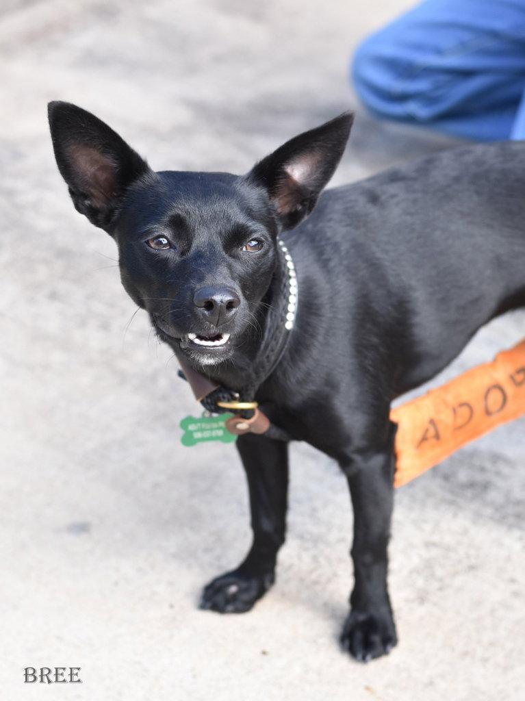 Bree, Adoptable, Puppy Female Chihuahua & Rat Terrier.