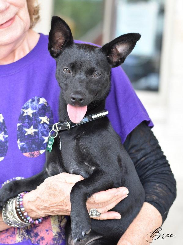 Enlarge Bree, a Adoptable mixed breed in Montgomery, TX image 3/3