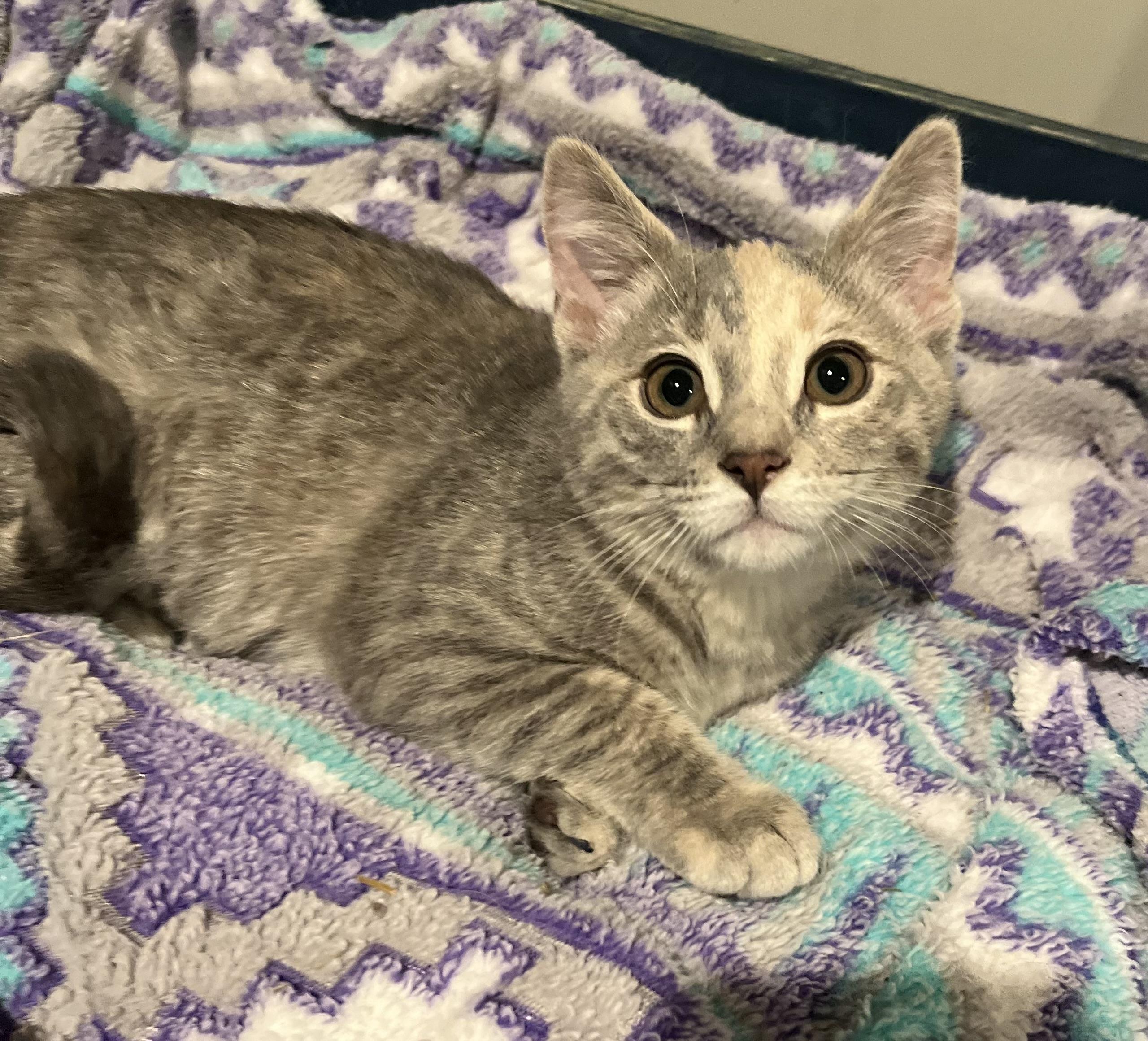 Enlarge Mylah, an adopted Domestic Short Hair in St. Clair, MI image 1/1