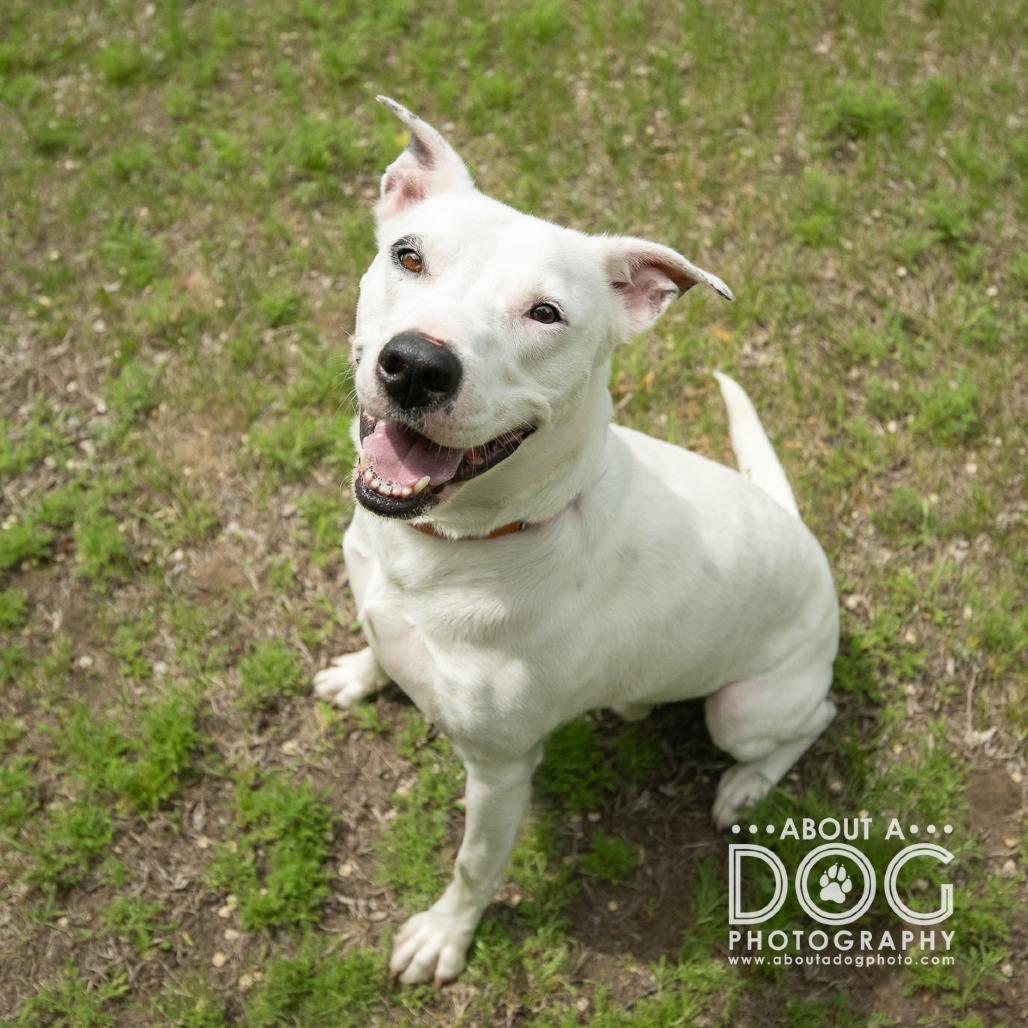 Chance, Adoptable, Adult Male Mixed Breed.