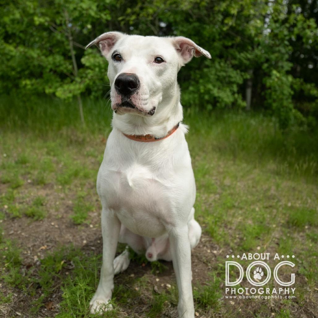 Enlarge Chance, a Adoptable Mixed Breed in Saint Cloud, MN image 2/6
