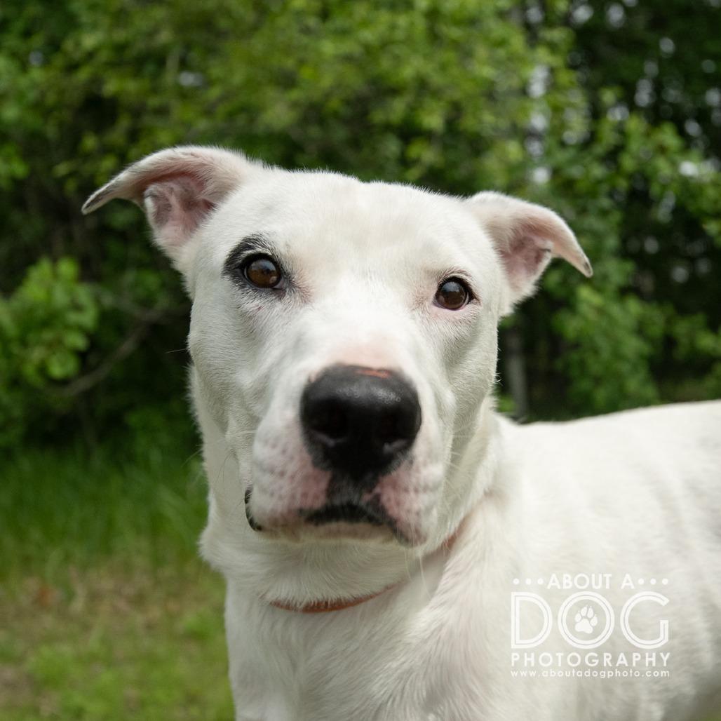 Enlarge Chance, a Adoptable Mixed Breed in Saint Cloud, MN image 3/6