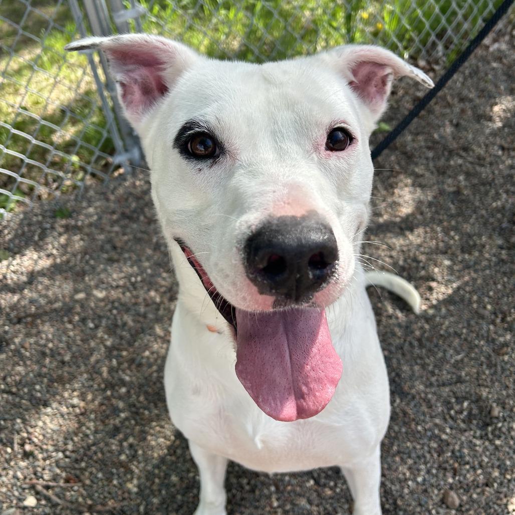 Enlarge Chance, a Adoptable Mixed Breed in Saint Cloud, MN image 4/6