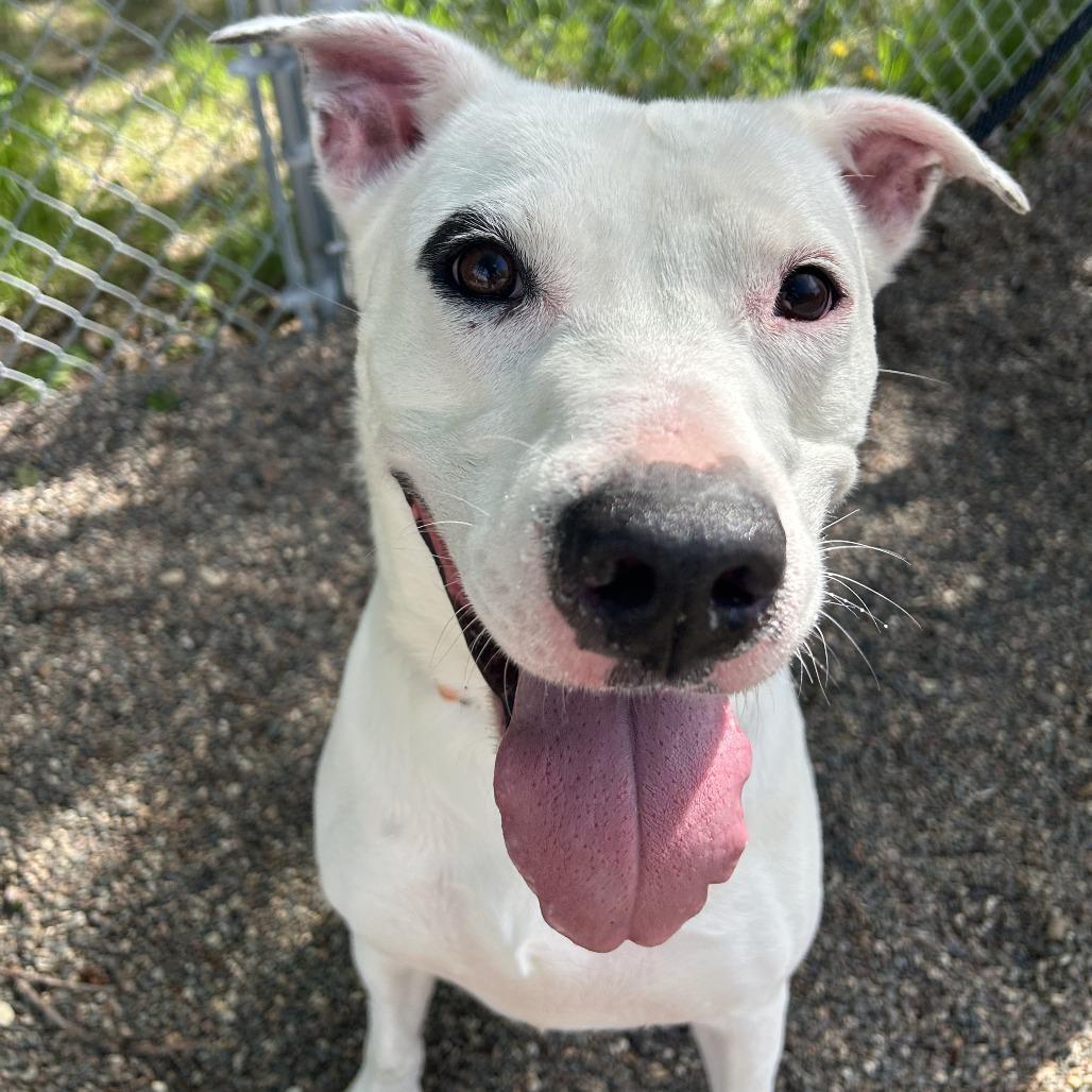 Enlarge Chance, a Adoptable Mixed Breed in Saint Cloud, MN image 5/6