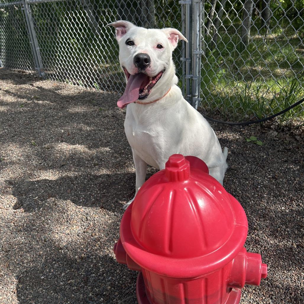 Enlarge Chance, a Adoptable Mixed Breed in Saint Cloud, MN image 6/6