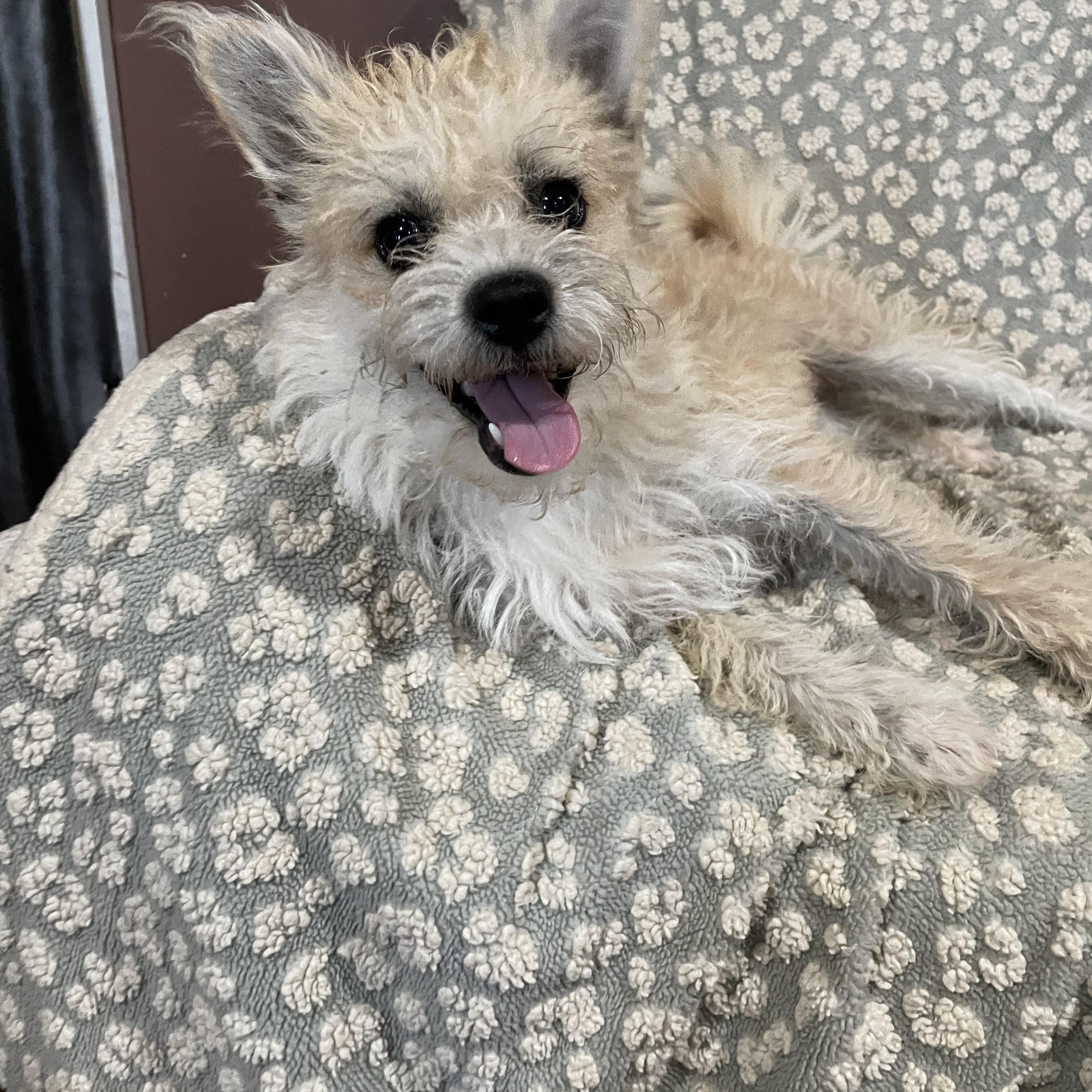 Rose, Adoptable, Adult Female West Highland White Terrier / Westie & Cairn Terrier.
