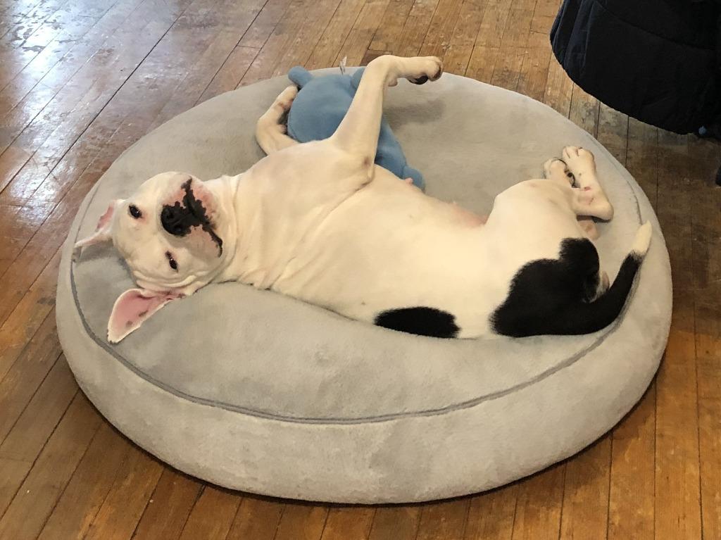 Yumi, Adoptable, Adult Female American Bulldog & Mixed Breed.