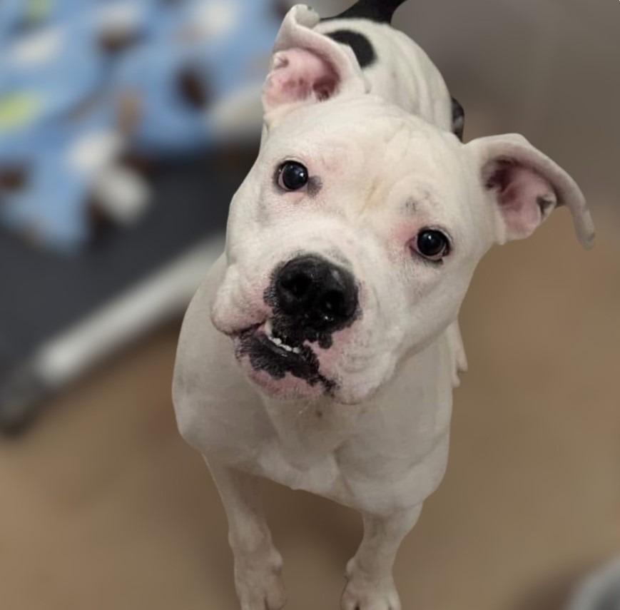 Enlarge Yumi, a Adoptable mixed breed in Minneapolis, MN image 2/6