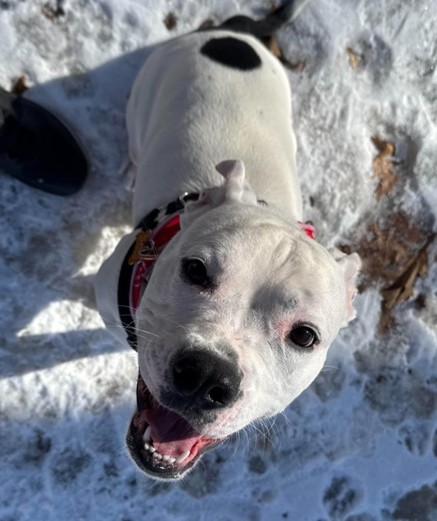 Yumi, Adoptable, Young Female American Bulldog & Mixed Breed.