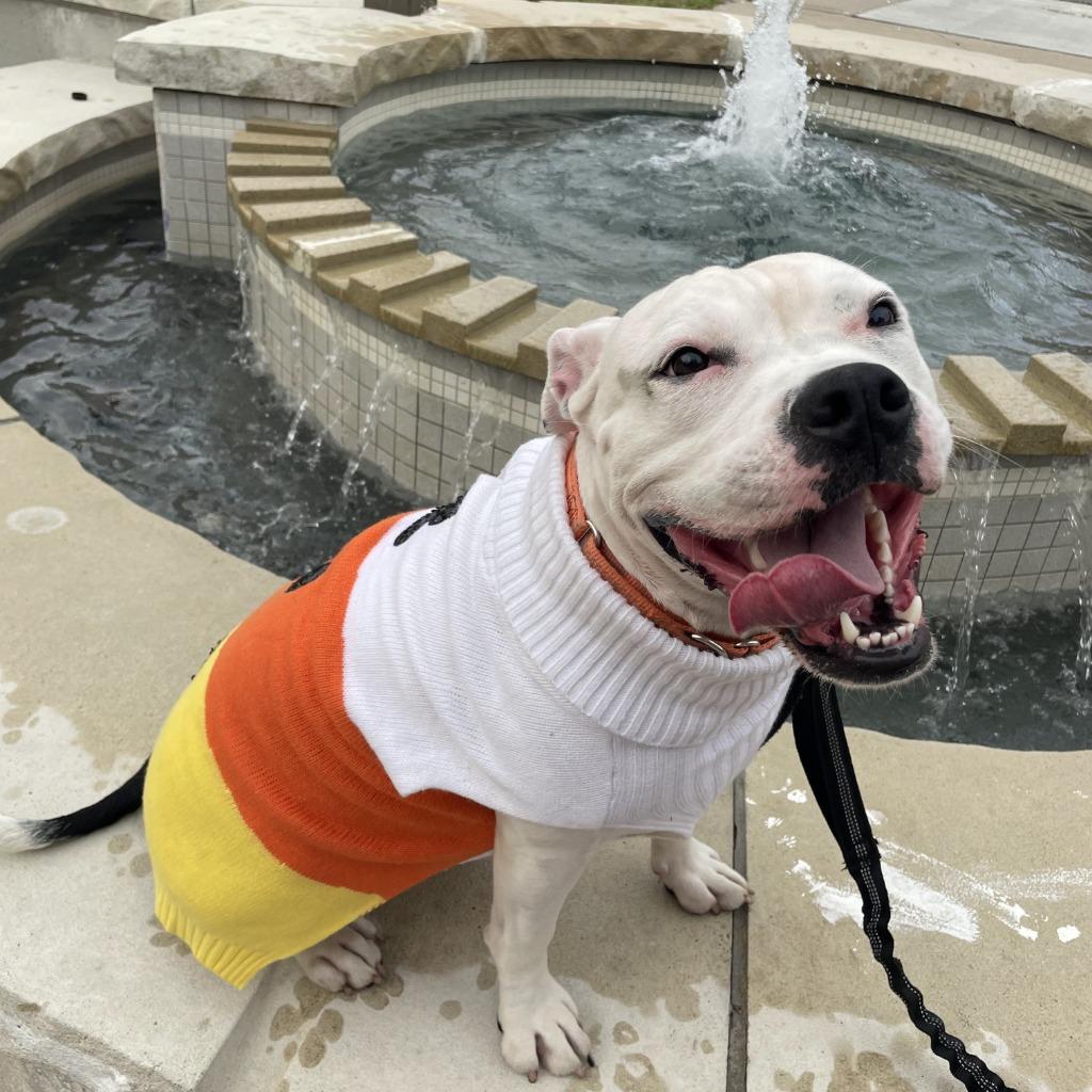 Enlarge Yumi, a Adoptable mixed breed in Minneapolis, MN image 3/6