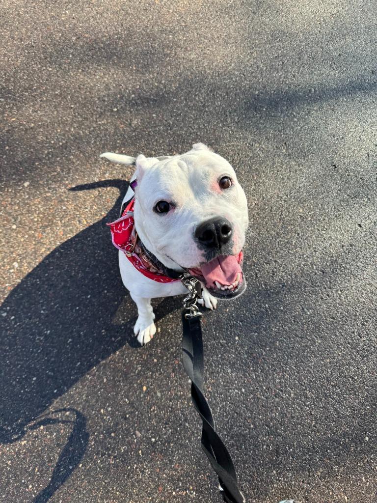 Yumi, a Adoptable mixed breed in Minneapolis, MN image 2/6