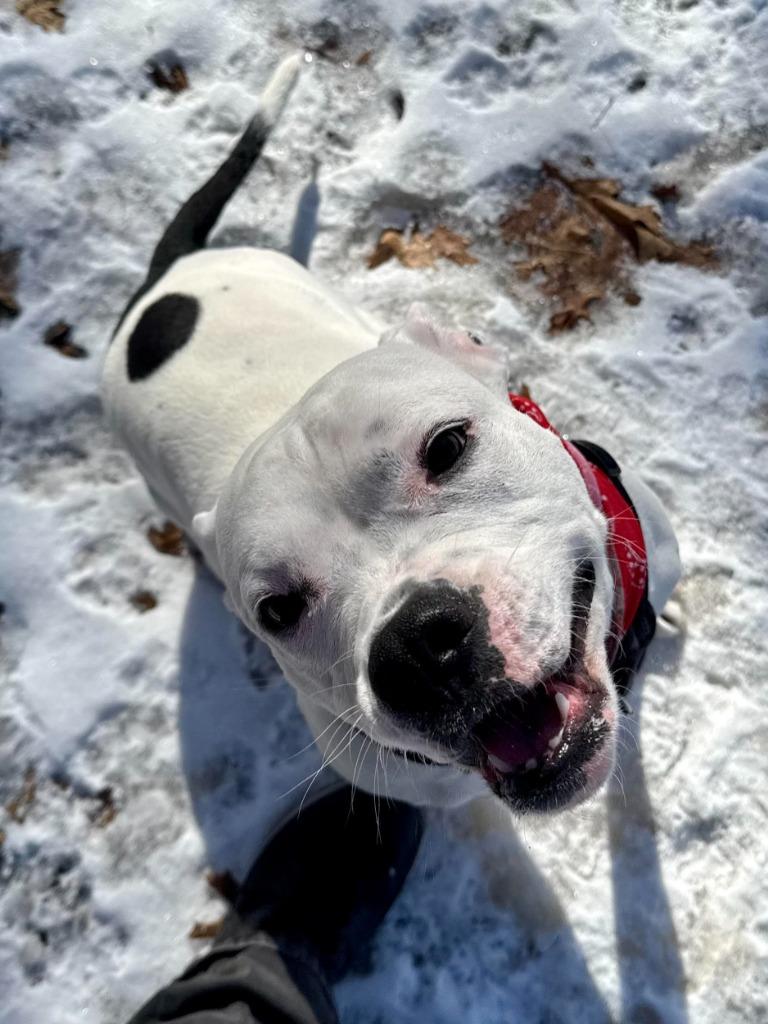 Yumi, a Adoptable mixed breed in Minneapolis, MN image 3/6