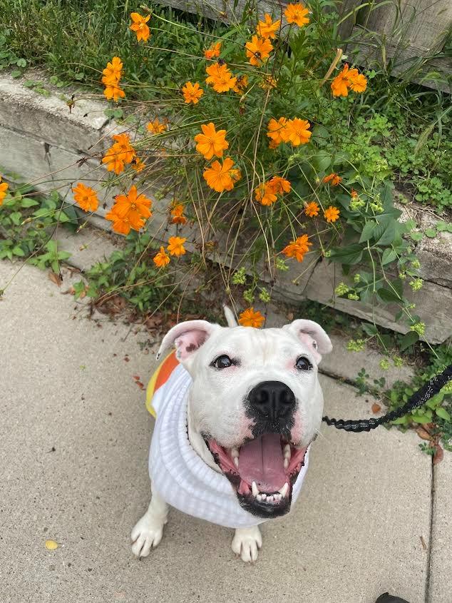 Yumi, a Adoptable mixed breed in Minneapolis, MN image 4/6