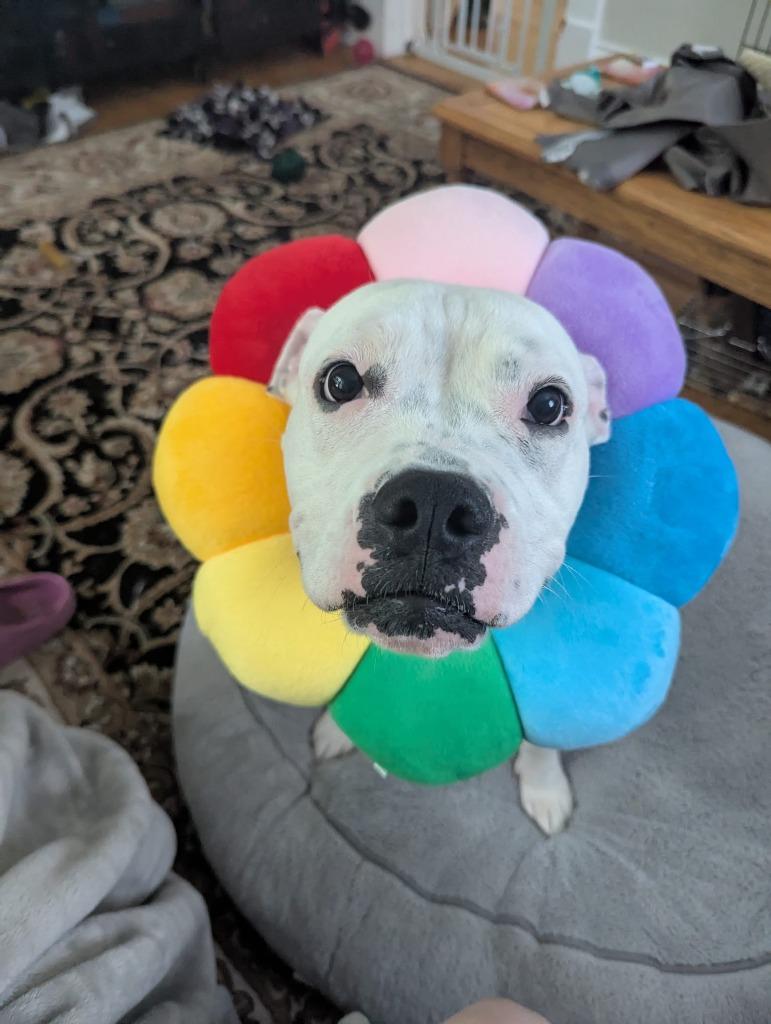 Yumi, a Adoptable mixed breed in Minneapolis, MN image 6/6