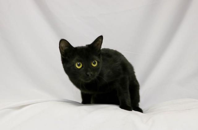 Mirin, Adoptable, Young Female Domestic Short Hair.