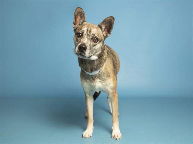 Enlarge SYLVIE, a Adoptable mixed breed in Phoenix, AZ image 1/1