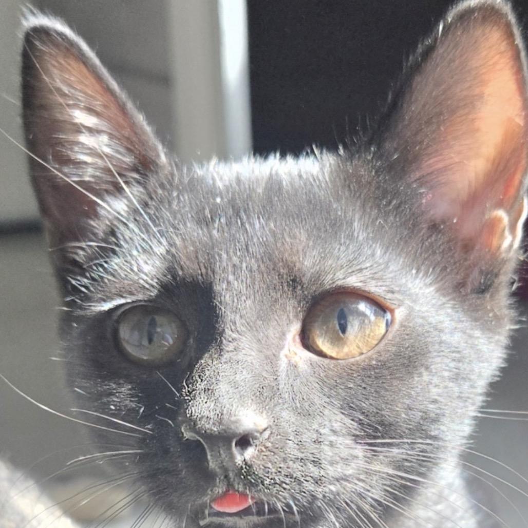 Piper, Adoptable, Kitten Female Domestic Short Hair.