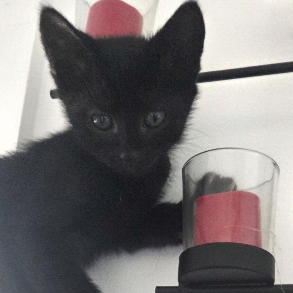 Enlarge Piper, a Adoptable Domestic Short Hair in Mocksville, NC image 3/3