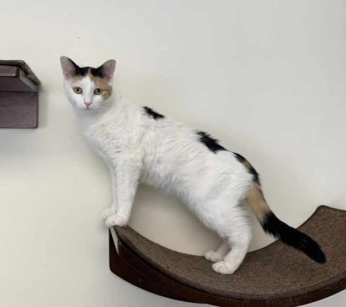 Brie, Adoptable, Young Female Domestic Short Hair.