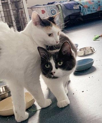 Enlarge Brie, a Adoptable Domestic Short Hair in St. Johnsbury, VT image 2/3