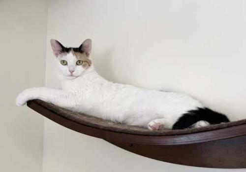 Enlarge Brie, a Adoptable Domestic Short Hair in St. Johnsbury, VT image 2/3
