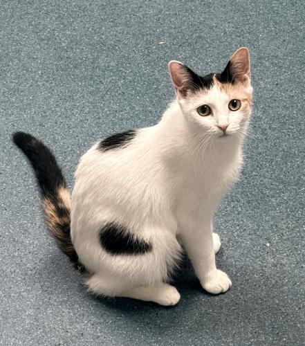 Enlarge Brie, a Adoptable Domestic Short Hair in St. Johnsbury, VT image 3/3