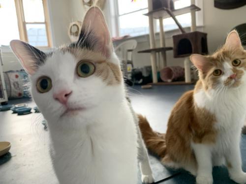 Enlarge Brie, a Adoptable Domestic Short Hair in St. Johnsbury, VT image 3/3
