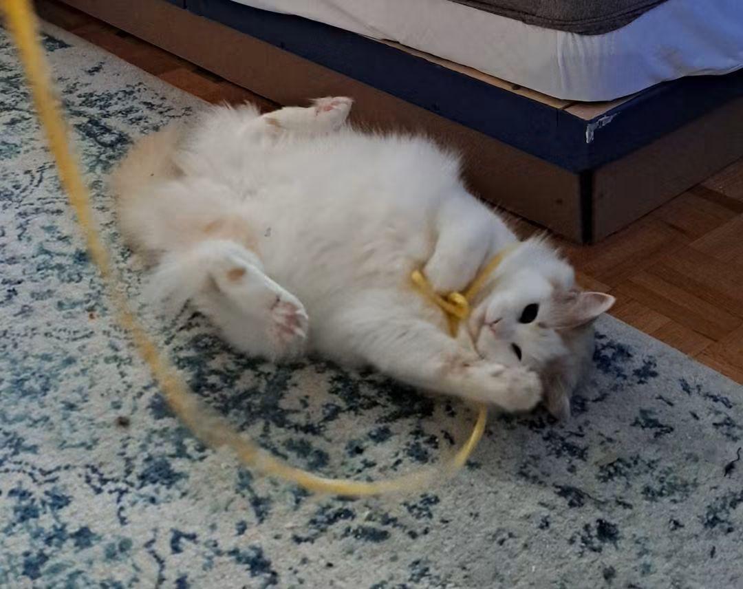 Annette, Adoptable, Adult Female Domestic Long Hair.