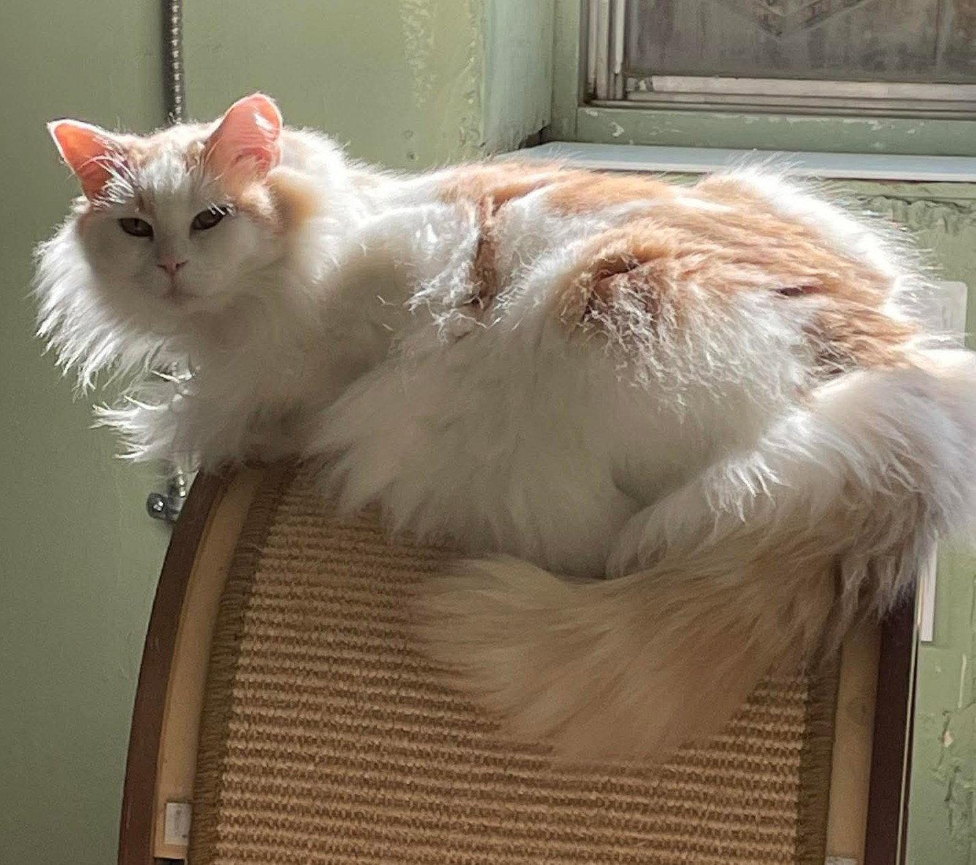 Enlarge Annette, a Adoptable Domestic Long Hair in Montreal, QC image 2/3