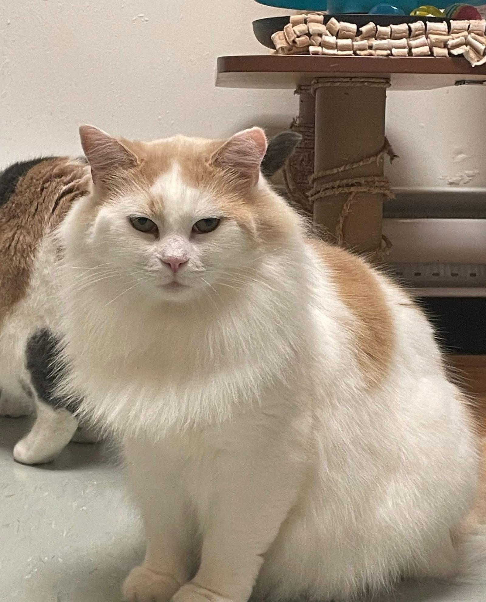 Enlarge Annette, a Adoptable Domestic Long Hair in Montreal, QC image 3/3