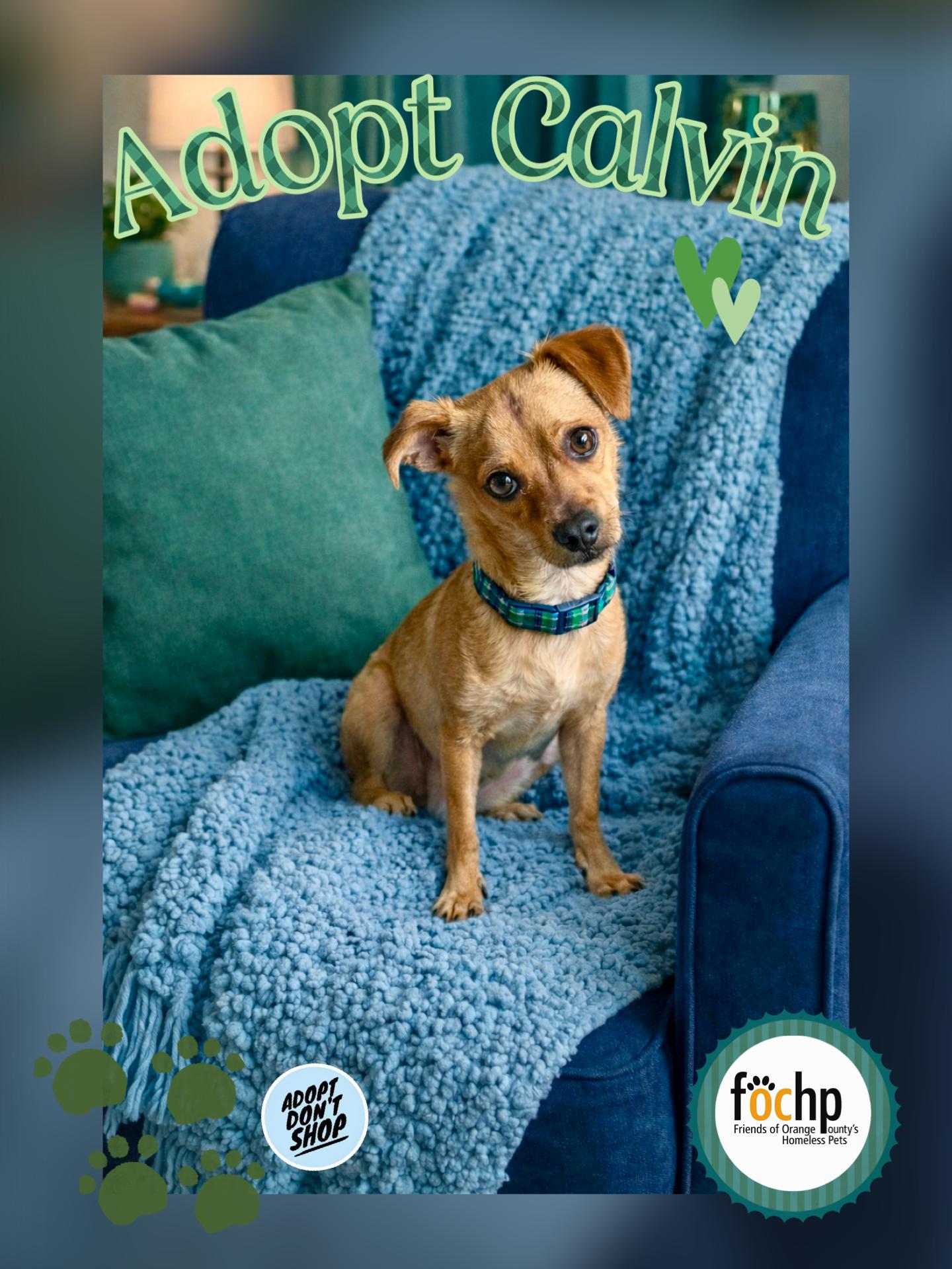 Calvin, Adoptable, Young Male Chihuahua.