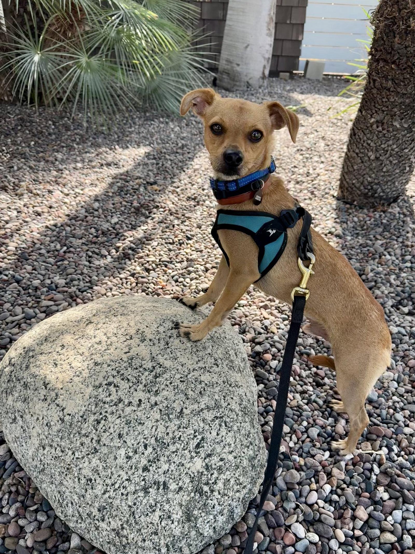 Calvin, Adoptable, Young Male Chihuahua.
