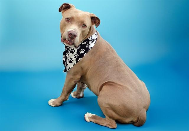 Enlarge SANTOS, a Adoptable American Staffordshire Terrier in Fort Lauderdale, FL image 1/1