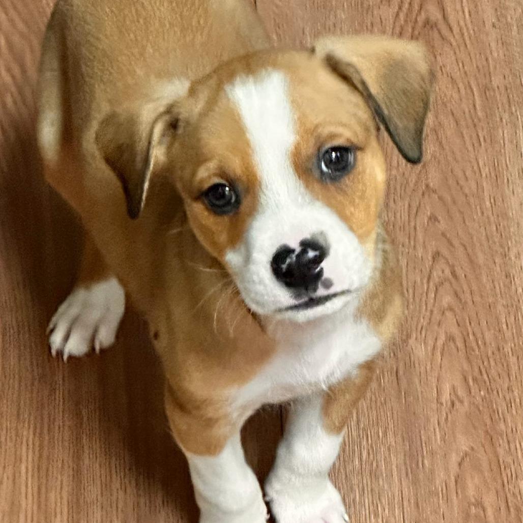 Kylo 25-137, Adoptable, Puppy Male Hound.