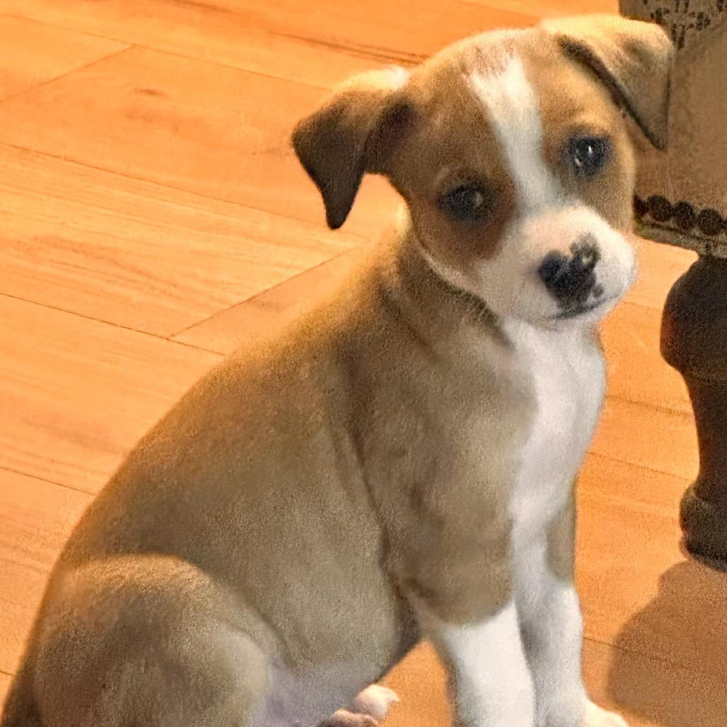 Enlarge Kylo 25-137, a Adoptable mixed breed in Little Rock, AR image 2/6