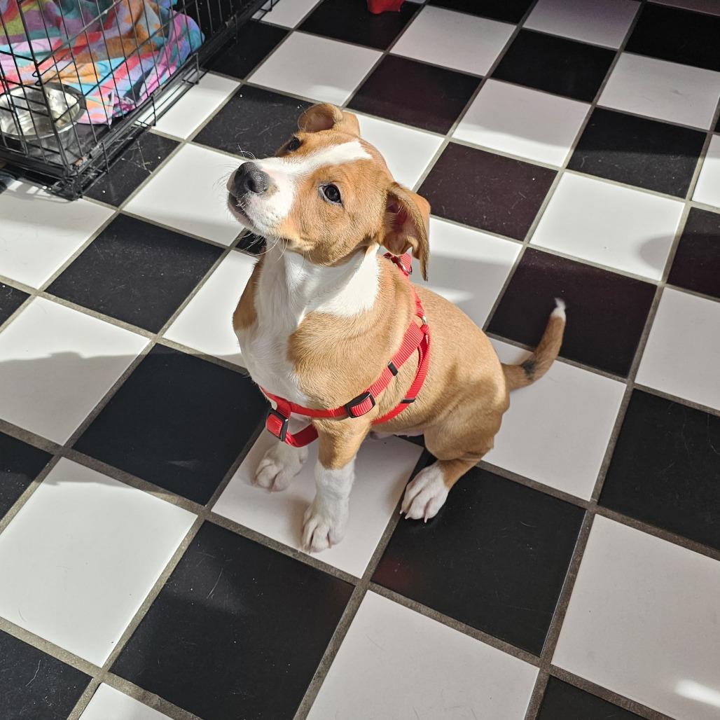 Enlarge Kylo 25-137, a Adoptable mixed breed in Little Rock, AR image 3/6