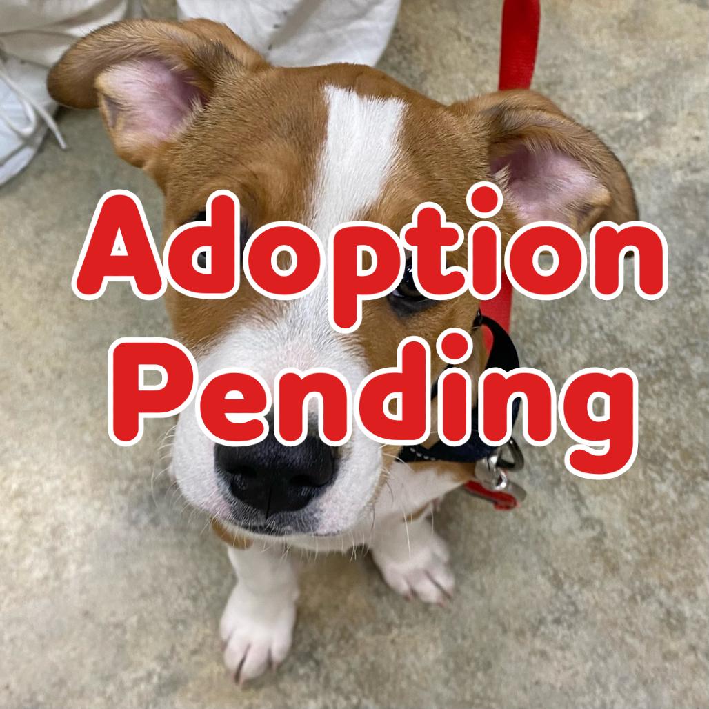 Kylo 25-137, Adoptable, Puppy Male Hound.