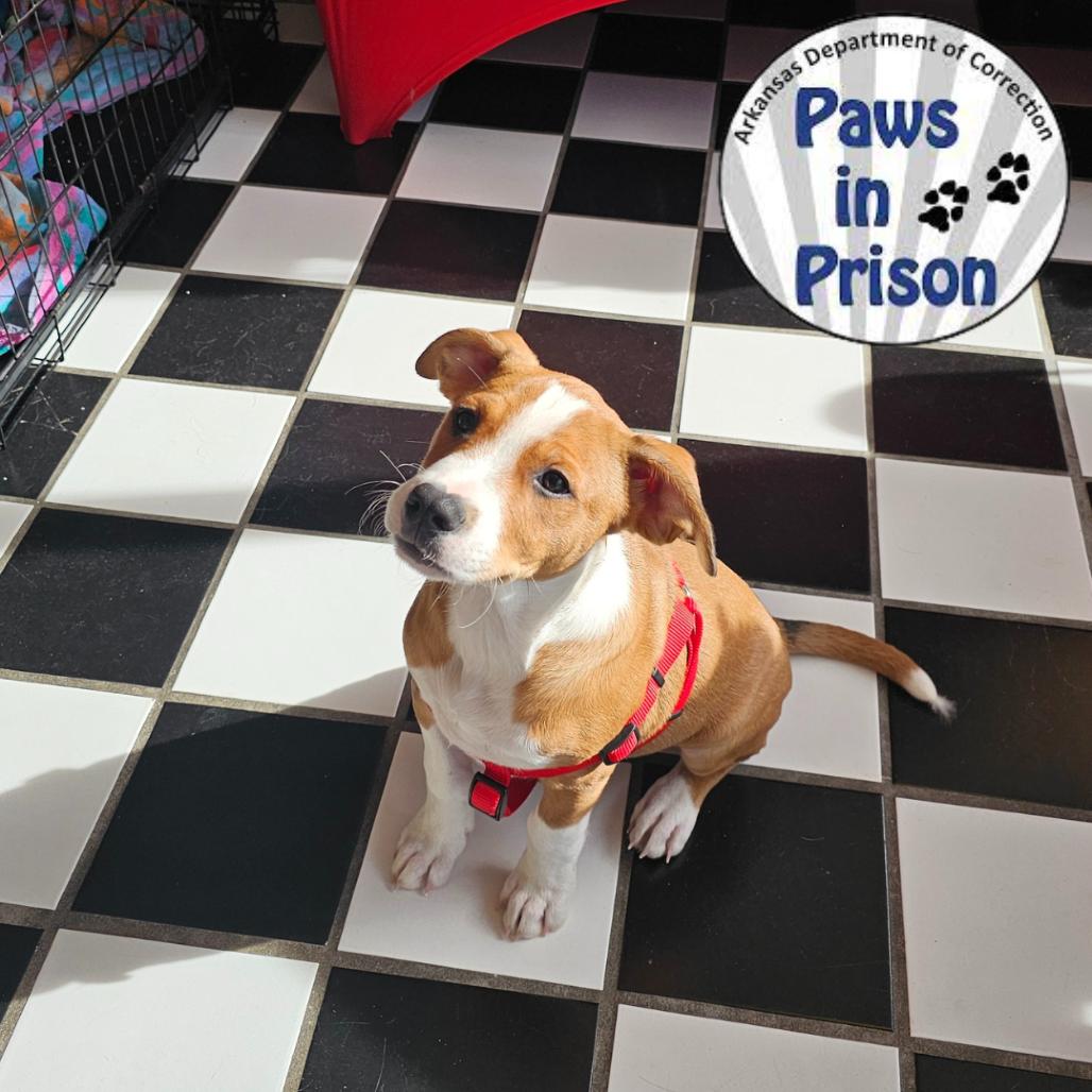 Enlarge Kylo 25-137, a Adoptable mixed breed in Little Rock, AR image 4/6