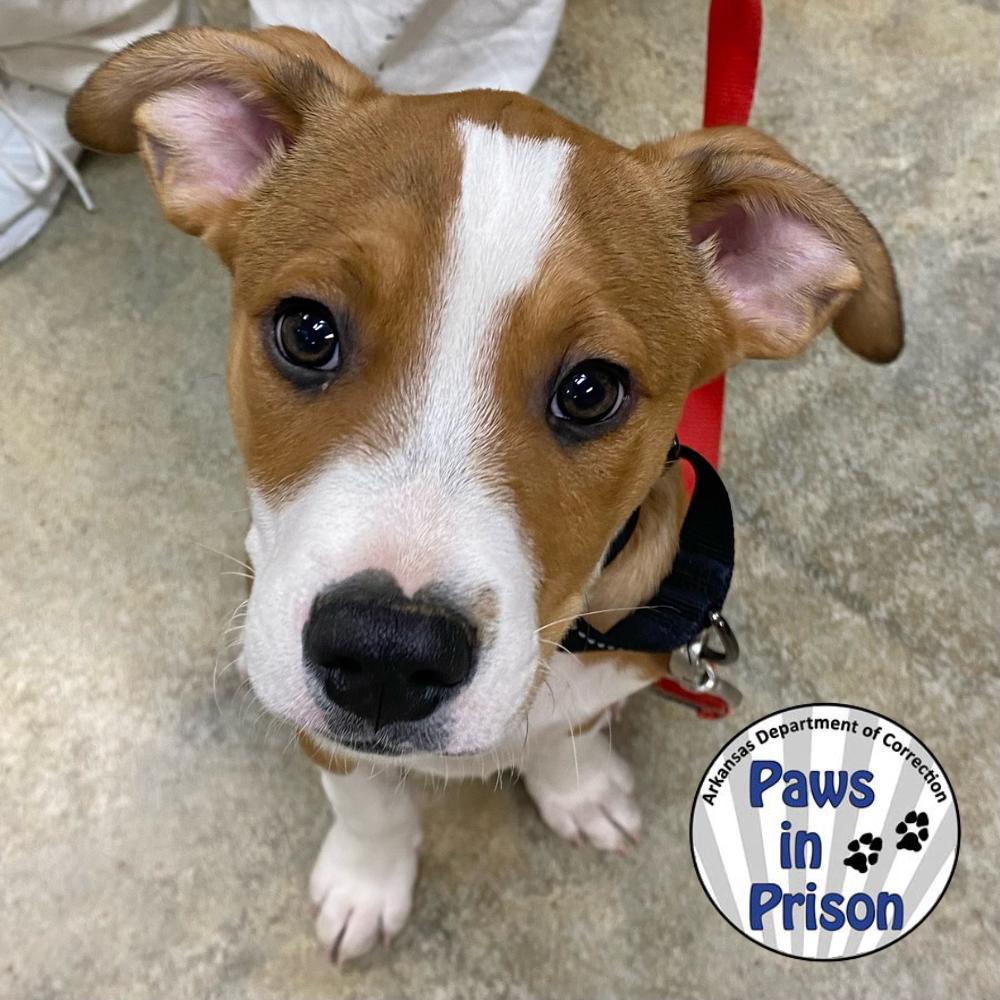 Enlarge Kylo 25-137, a Adoptable mixed breed in Little Rock, AR image 5/6