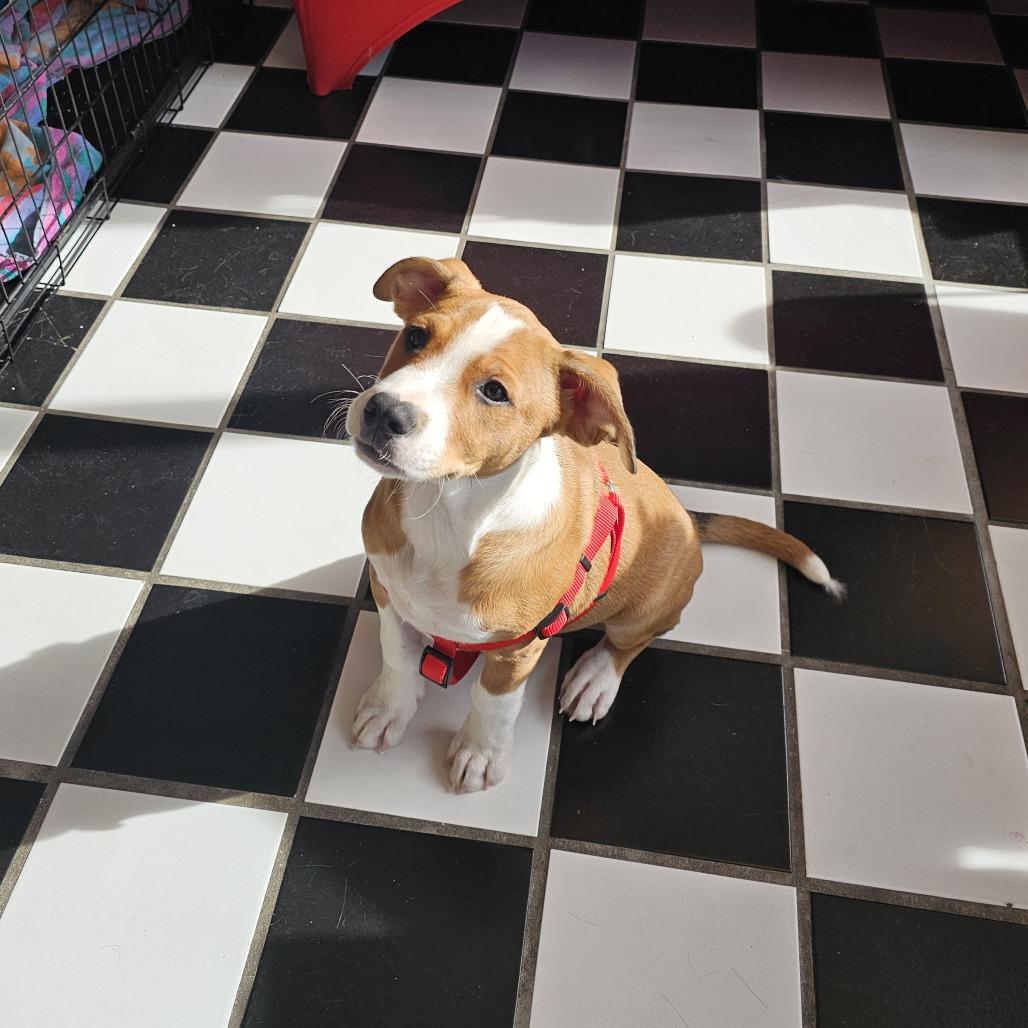 Enlarge Kylo 25-137, a Adoptable mixed breed in Little Rock, AR image 6/6