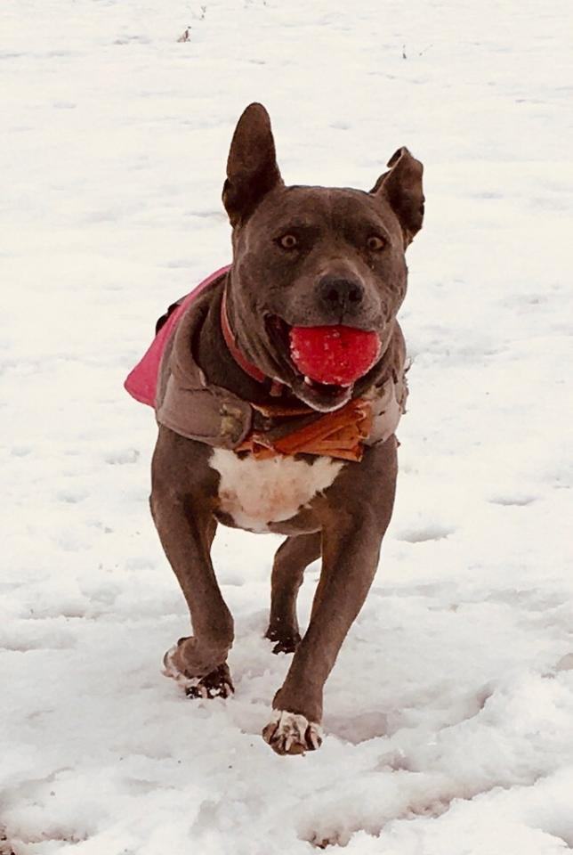 Cordelia, Adoptable, Senior Female Pit Bull Terrier.