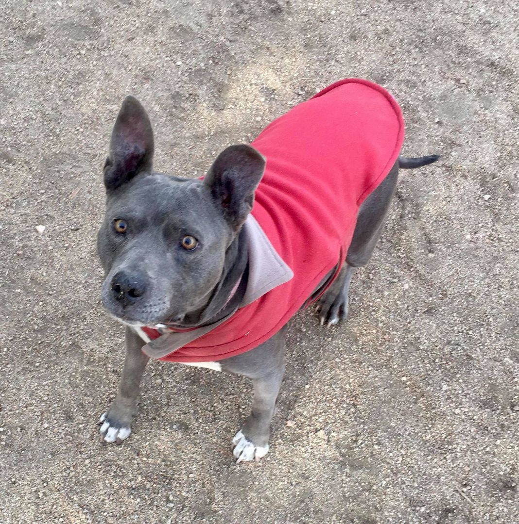 Enlarge Cordelia, a Adoptable Pit Bull Terrier in Ventura, CA image 3/6