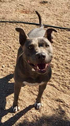 Enlarge Cordelia, a Adoptable Pit Bull Terrier in Ventura, CA image 5/6