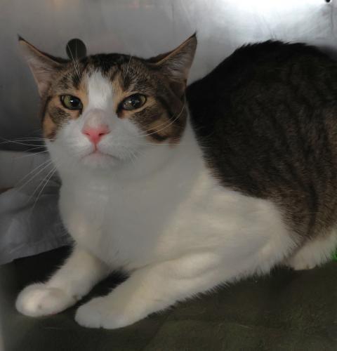 Egg, Adoptable, Adult Male Domestic Short Hair.