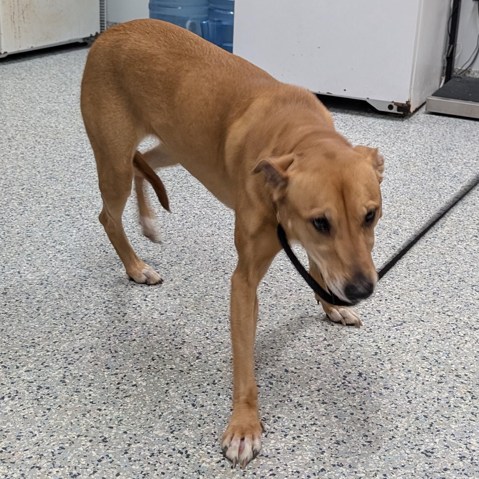 Enlarge 155407 "Puddin" , a ADOPTABLE mixed breed in Ravenna, OH image 2/5