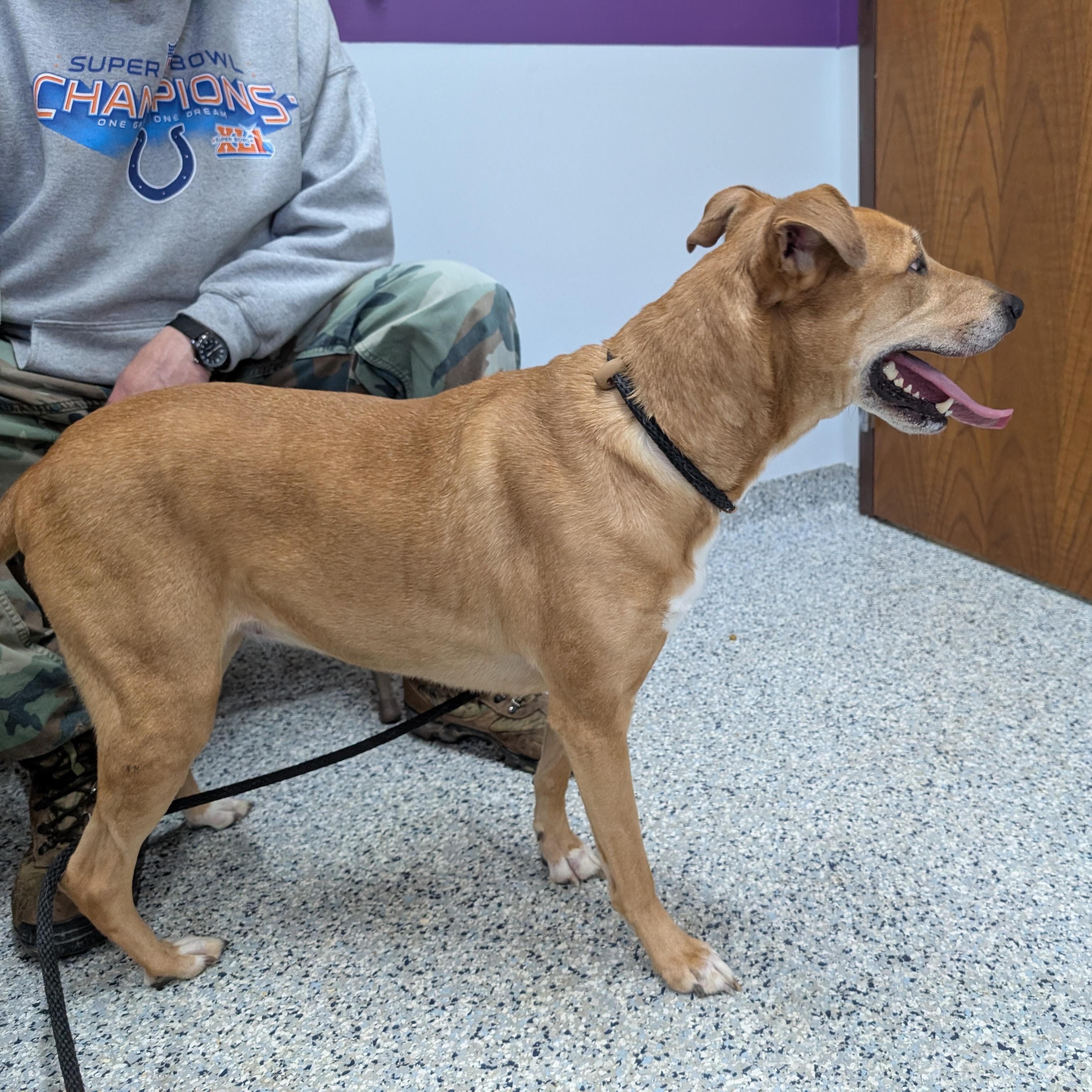 Enlarge 155407 "Puddin" , a ADOPTABLE mixed breed in Ravenna, OH image 4/5