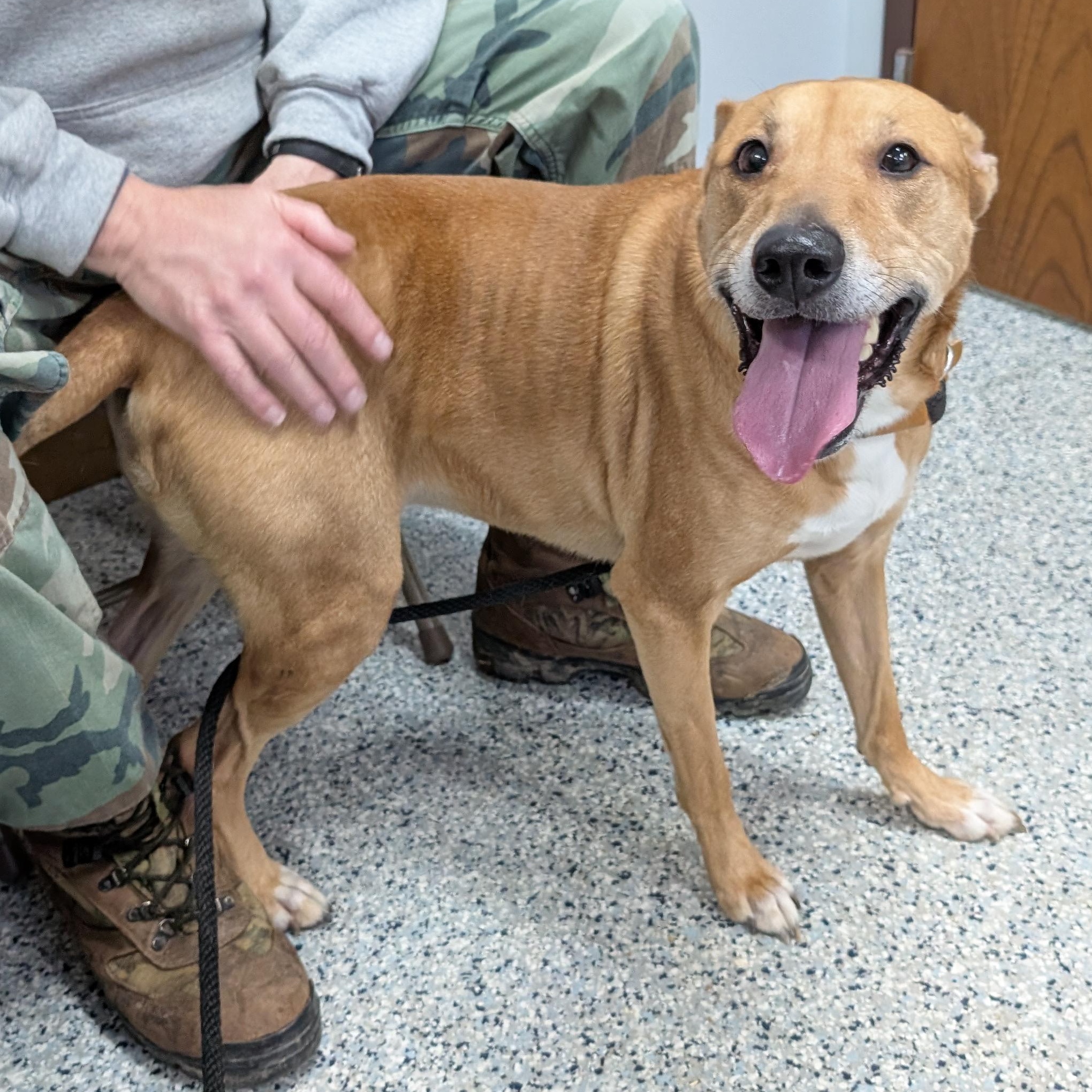 Enlarge 155407 "Puddin" , a ADOPTABLE mixed breed in Ravenna, OH image 3/5