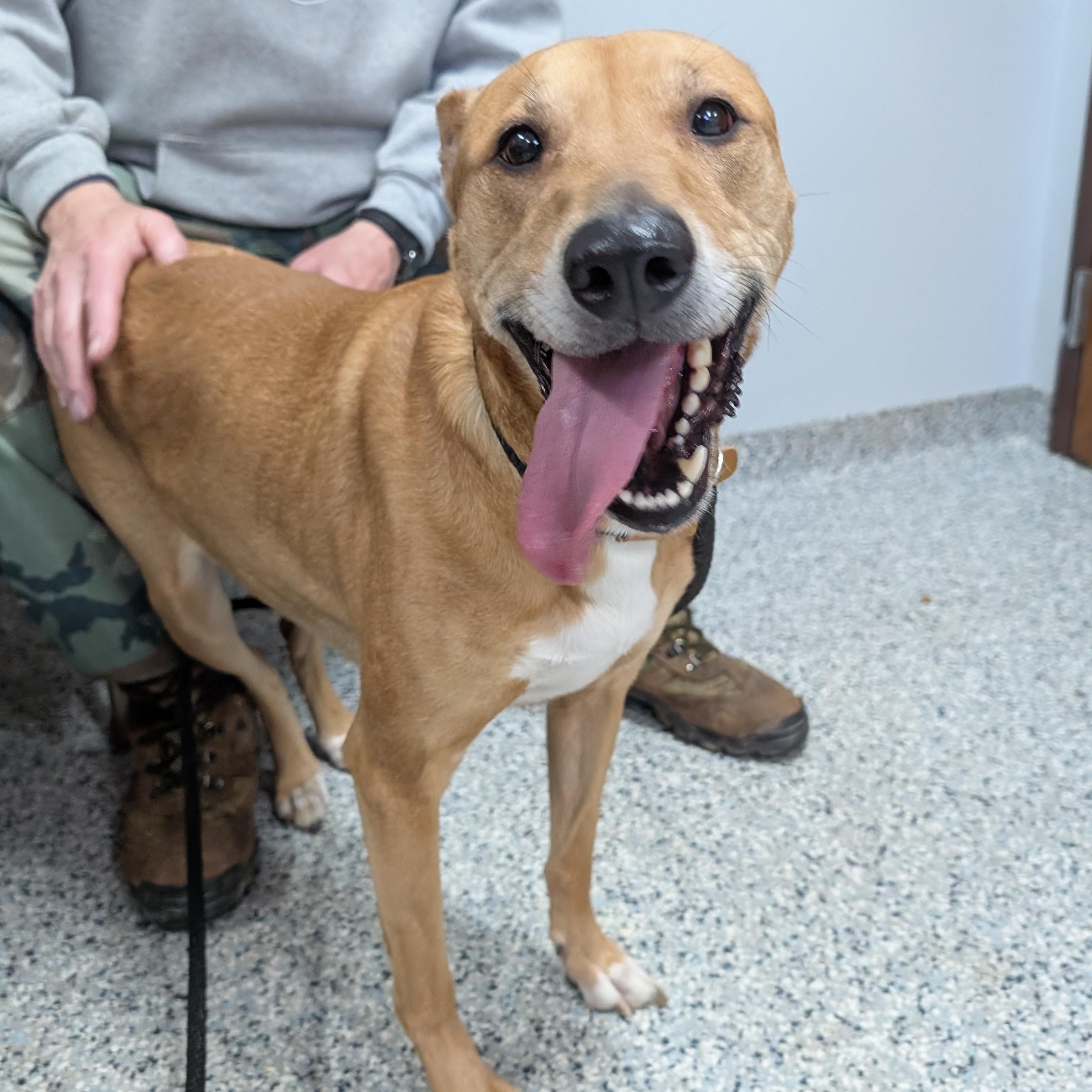 155407 "Puddin" , ADOPTABLE, Senior Female Labrador Retriever.