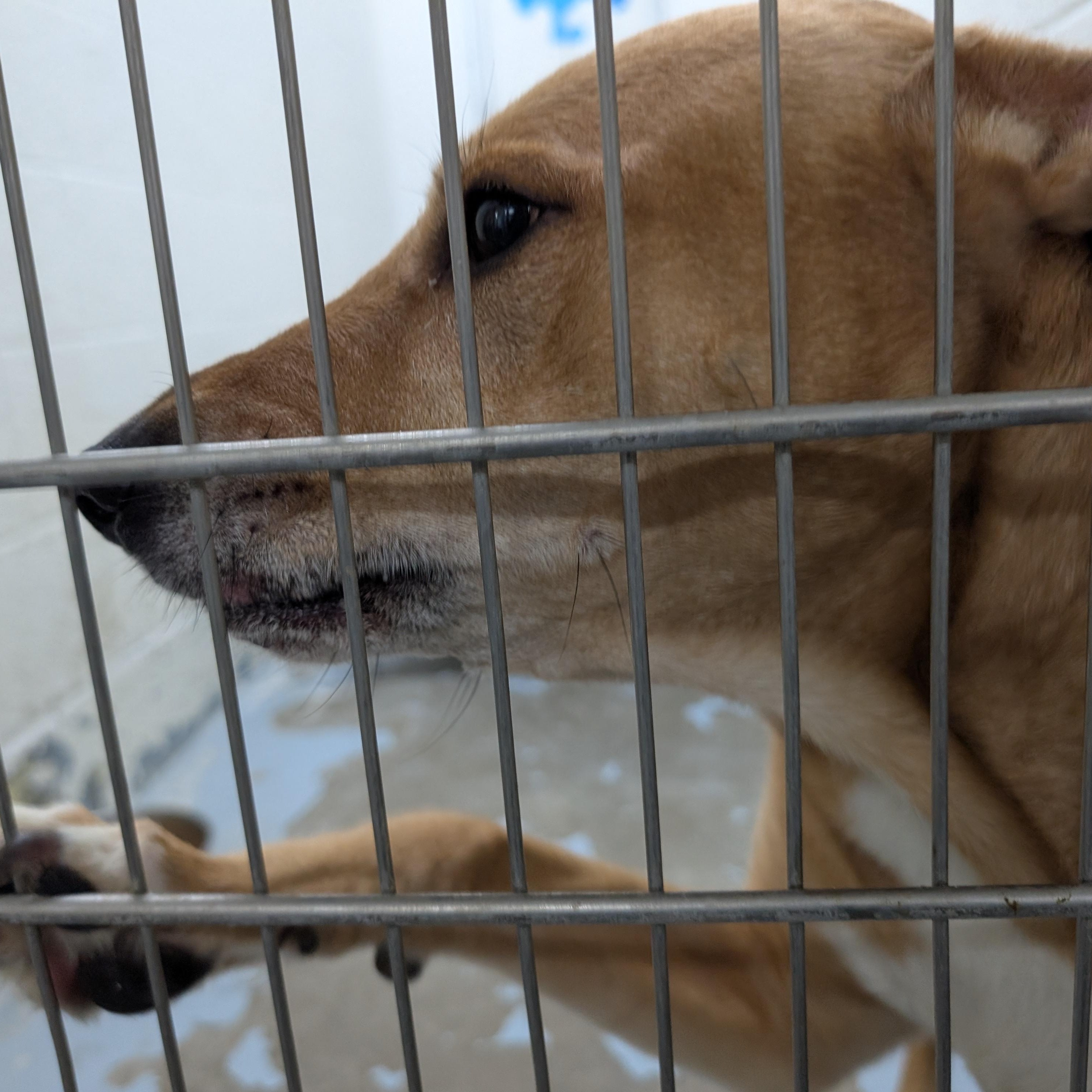 Enlarge 155407 "Puddin" LOOKING FOR OWNER, a ADOPTABLE mixed breed in Ravenna, OH image 1/1