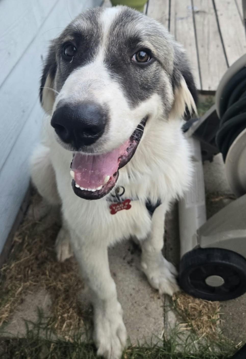 Enlarge Fred, a Adoptable mixed breed in Oklahoma City, OK, OK image 1/6